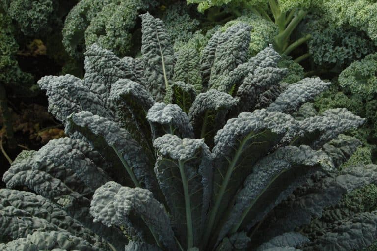 Des légumes que l’on peut infiltrer dans les plates-bandes