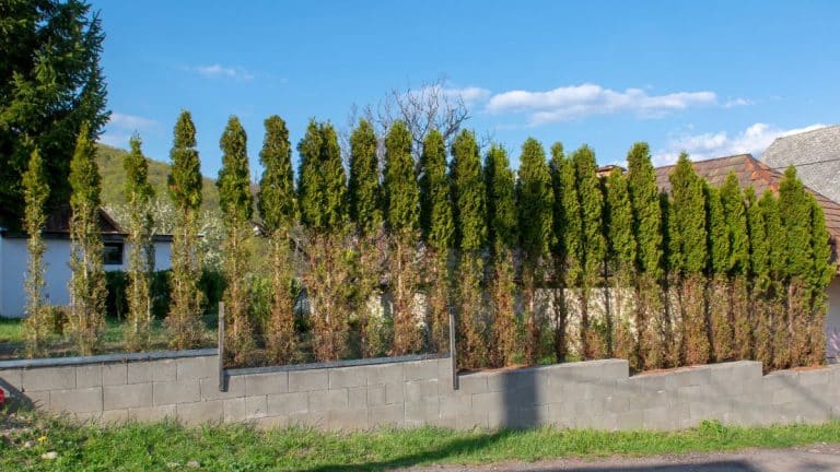 Réponses à vos questions: haie de thuyas mangée par des cerfs