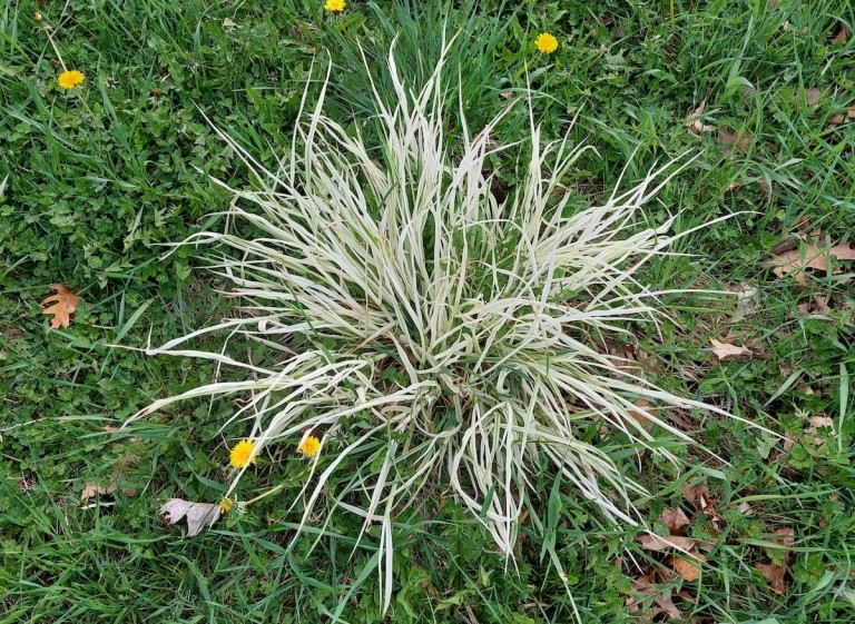 Plante blanche et rare comme vous n&rsquo;en avez jamais vu!