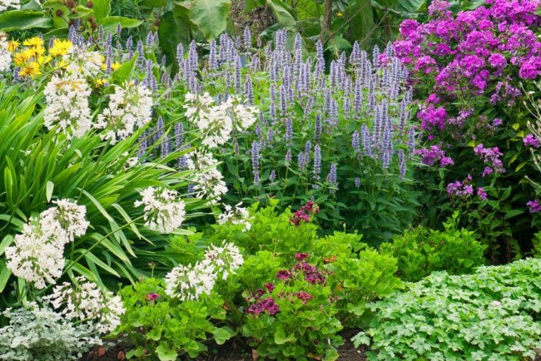 Jamais trop tard pour planter