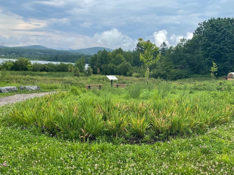 Aventures dans la forêt nourricière