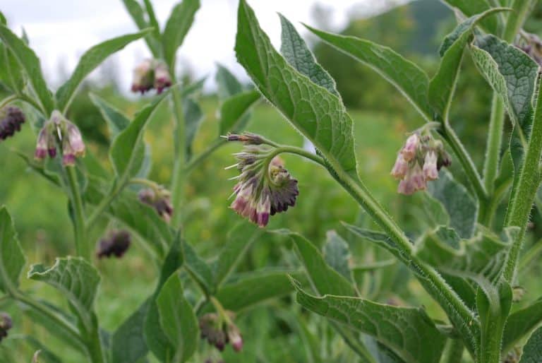 La consoude, une plante très utile pour les jardiniers