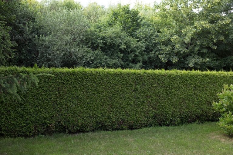Réponses à vos questions: taille radicale d’une haie de cèdre
