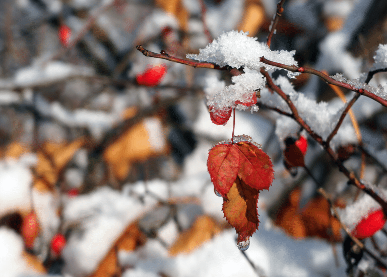 Des rosiers qui n’ont pas besoin d’être protégés pendant l’hiver