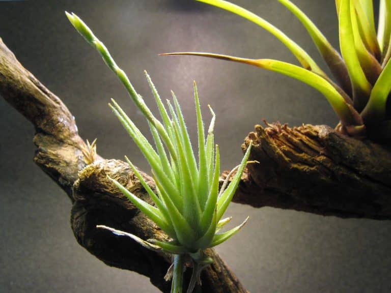 Les tillandsias