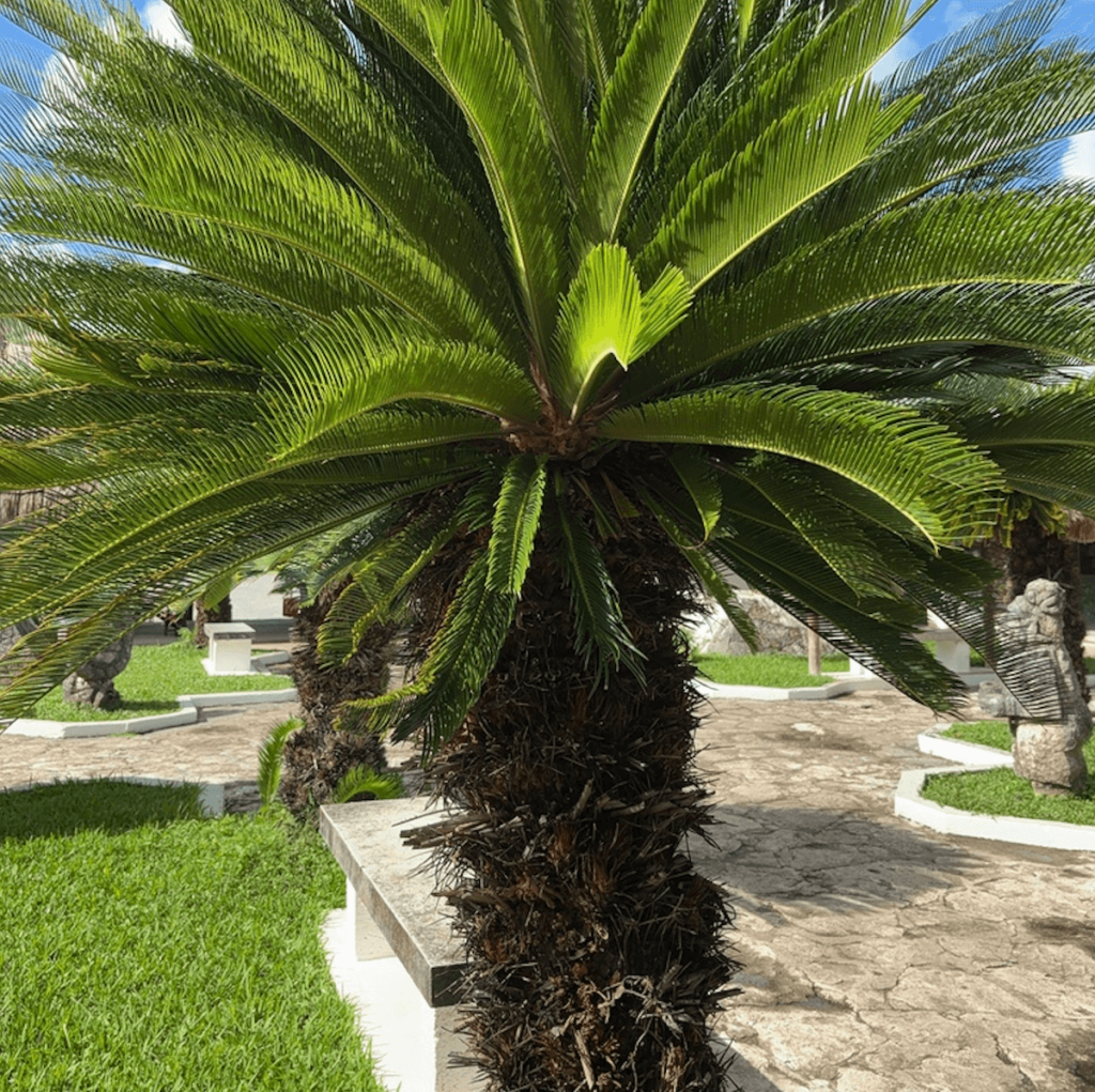 Cycas