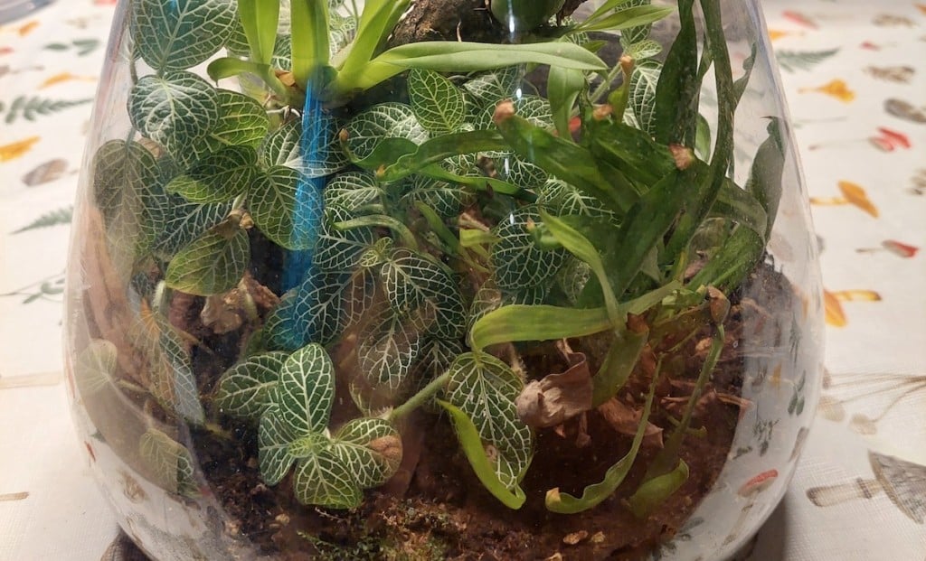 Terrarium