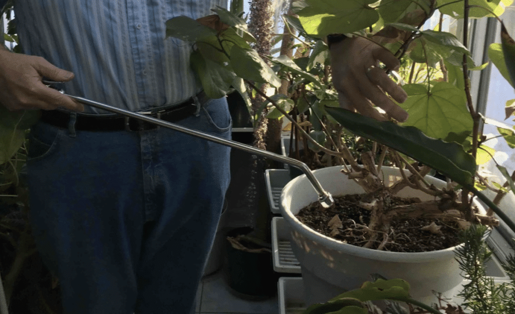 Arrosage plantes d'intérieur