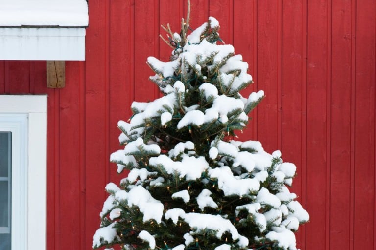Recycler son sapin de Noël après les Fêtes