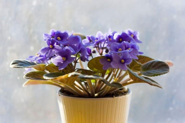 Une plante fleurie: le cadeau d’hôte idéal pour les Fêtes