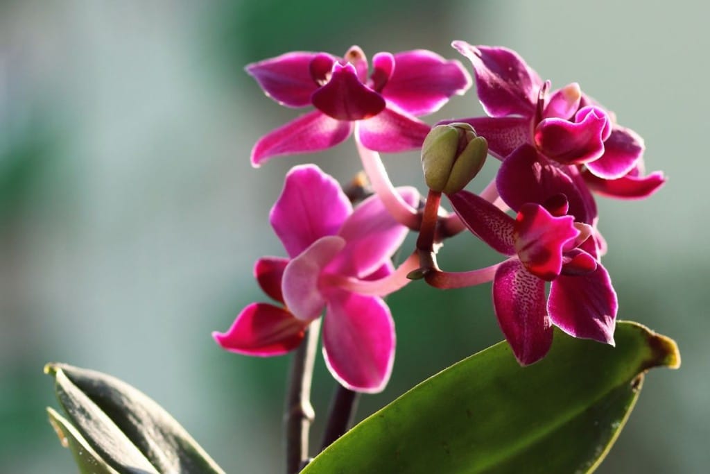faire refleurir une orchidée