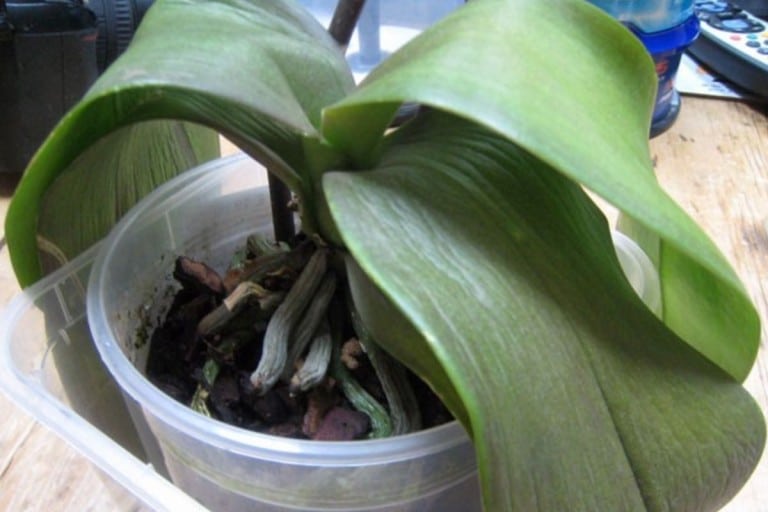 Orchidée aux feuilles molles et ratatinées