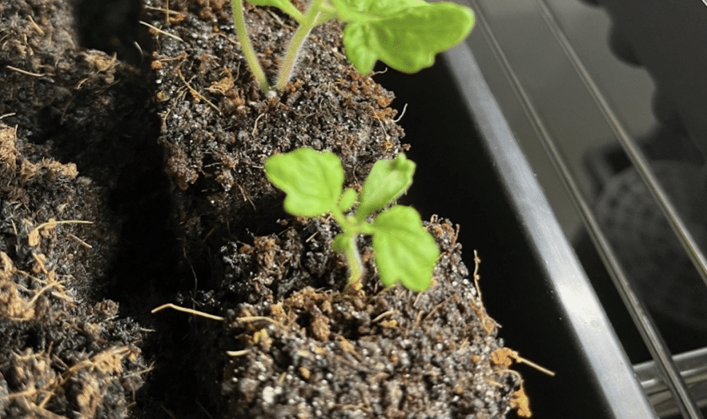 Semis avec presse-mottes