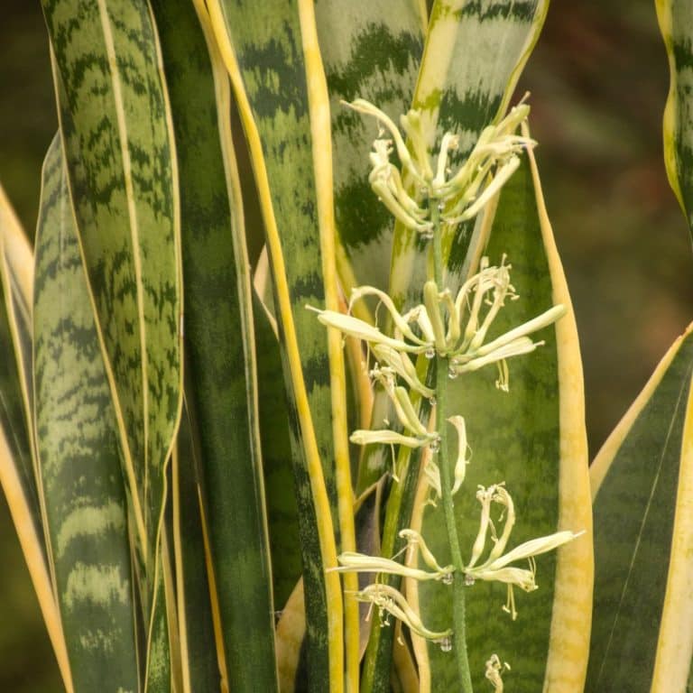 Réponses à vos questions: stolons de fougère, floraison surprise et pelouse abîmée
