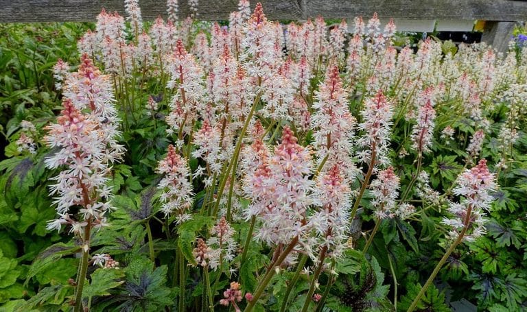 Les tiarelles pour le jardin d&rsquo;ombre