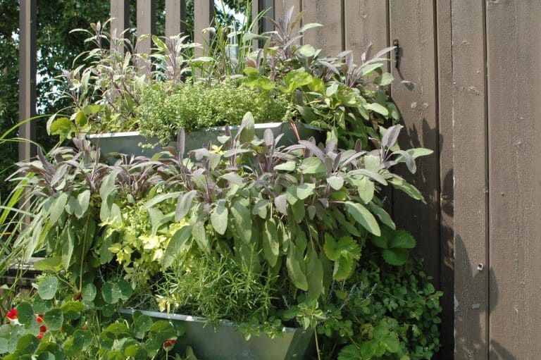 Les fines herbes en mode urbain