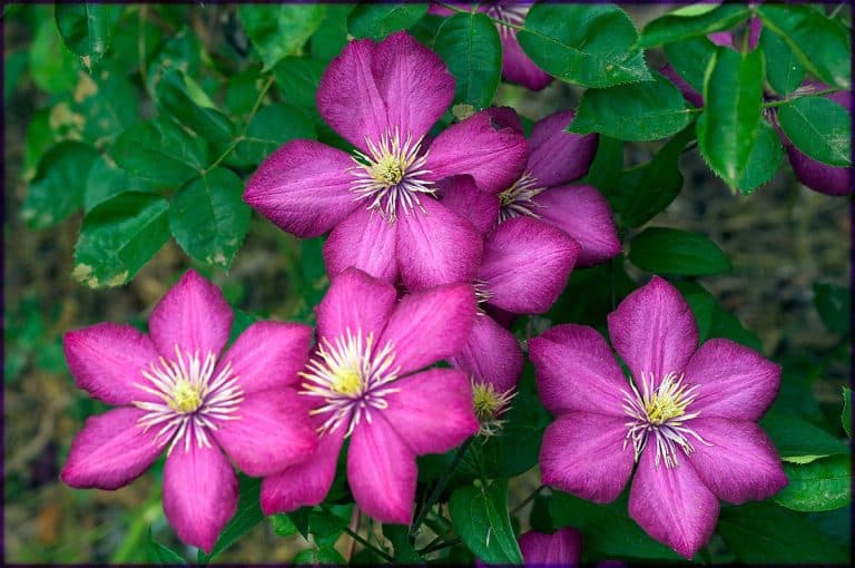 Les clématites, classées par groupe de taille