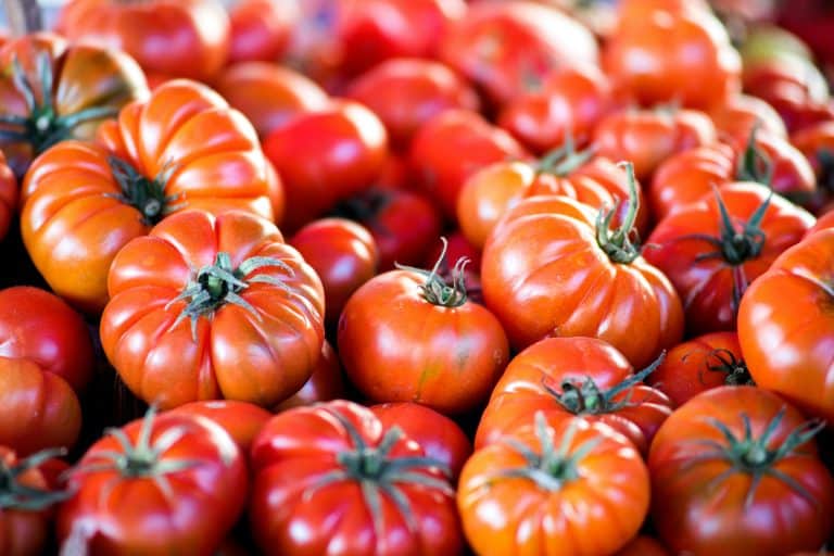 Quel est le secret pour avoir des tonnes de tomates cet été?