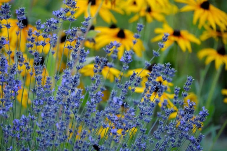 Nouvelle carte de rusticité des plantes du Canada