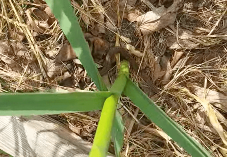 Ça rampe dans mon ail, et c&rsquo;est tant mieux!