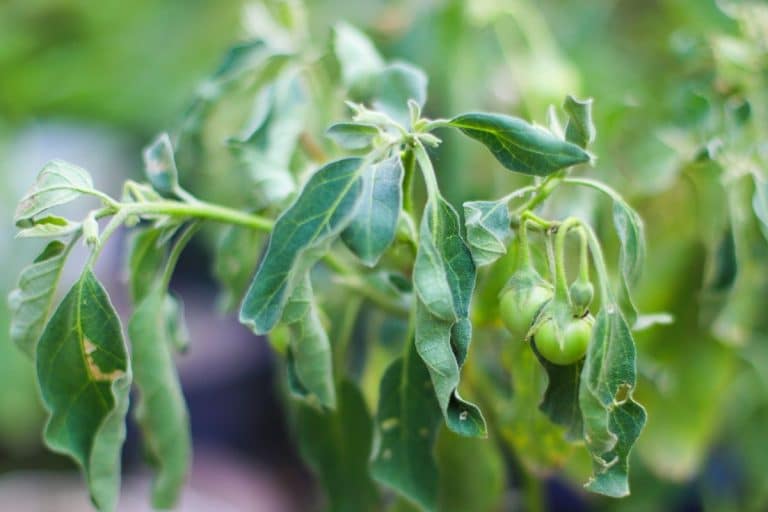 Problème au jardin: prendre du recul et observer