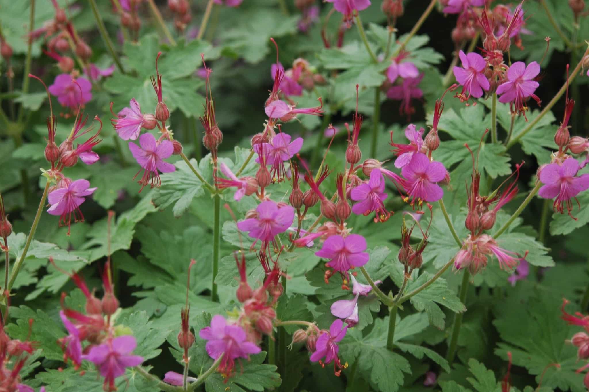 Les géraniums vivaces, des plantes à découvrir!