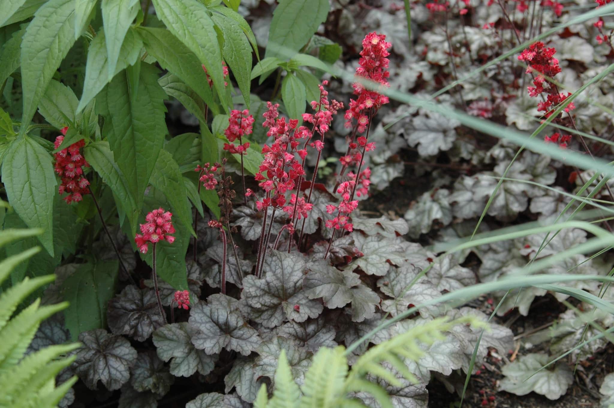 Des vivaces à feuillages décoratifs pour rehausser votre jardin!