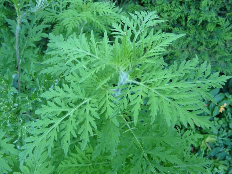 C’est le temps de l’herbe à poux et les allergies qui viennent avec!