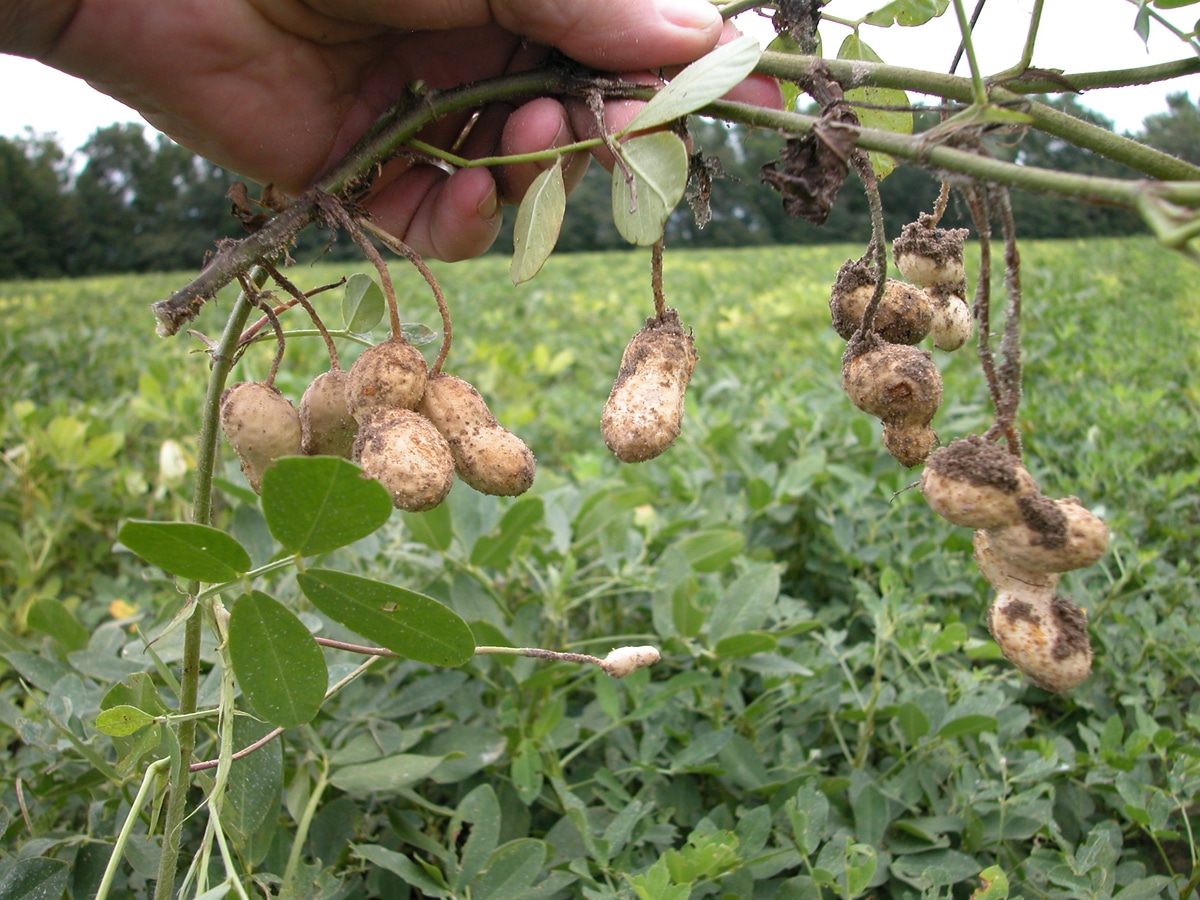 Curiosité au jardin: les arachides poussent à l’envers!