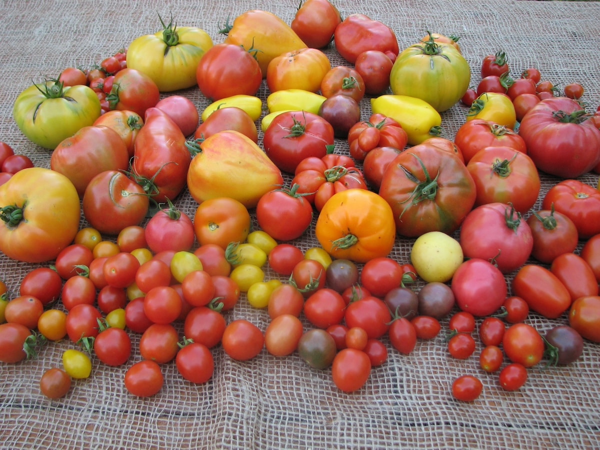 La récolte et la conservation des tomates… pour que le plaisir se prolonge