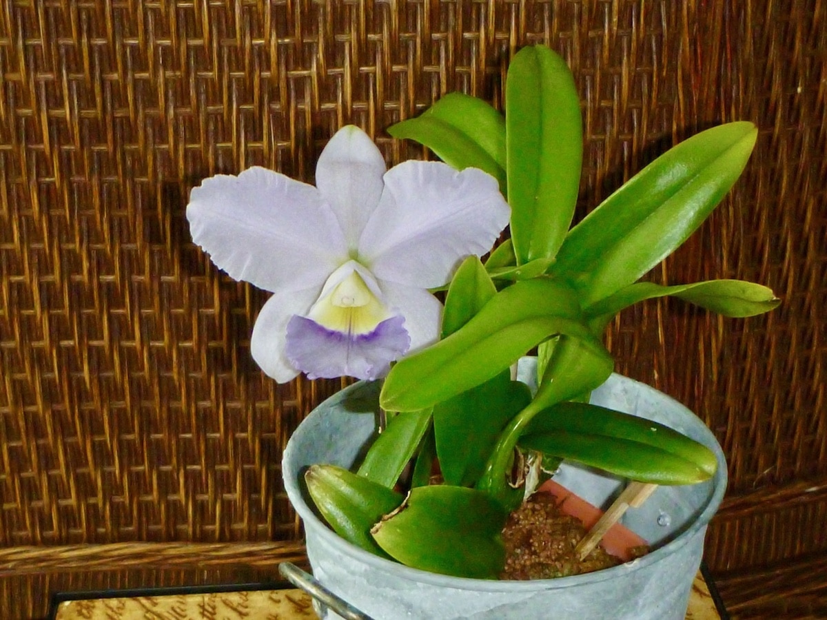 La fertilisation des orchidées: amalgame d’insouciance et de délire irrationnel