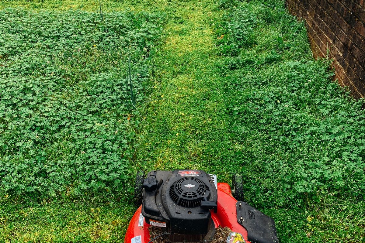 12 astuces pour une tonte différenciée réussie