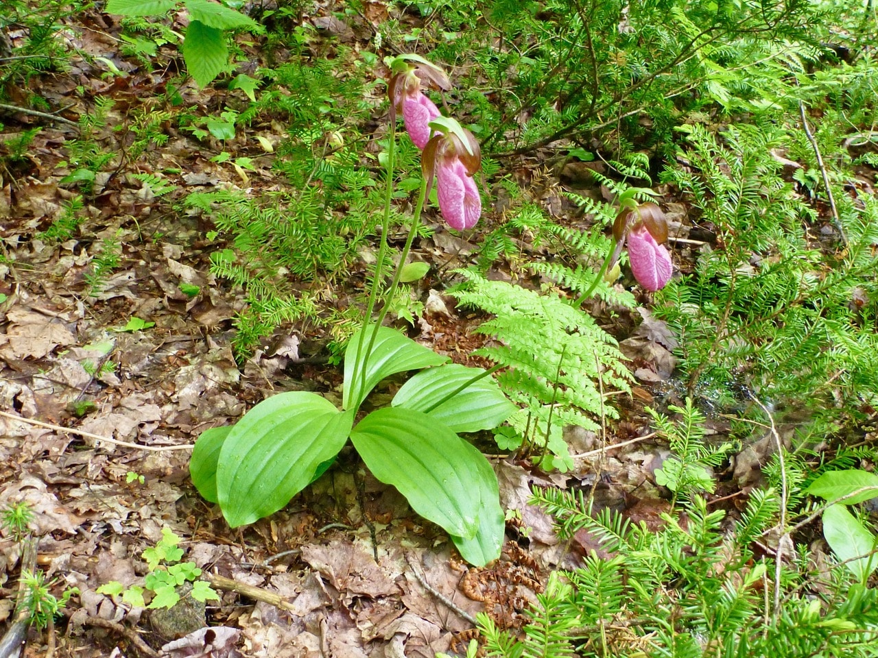 Les orchidées ont recours à la sous-traitance pour se nourrir!