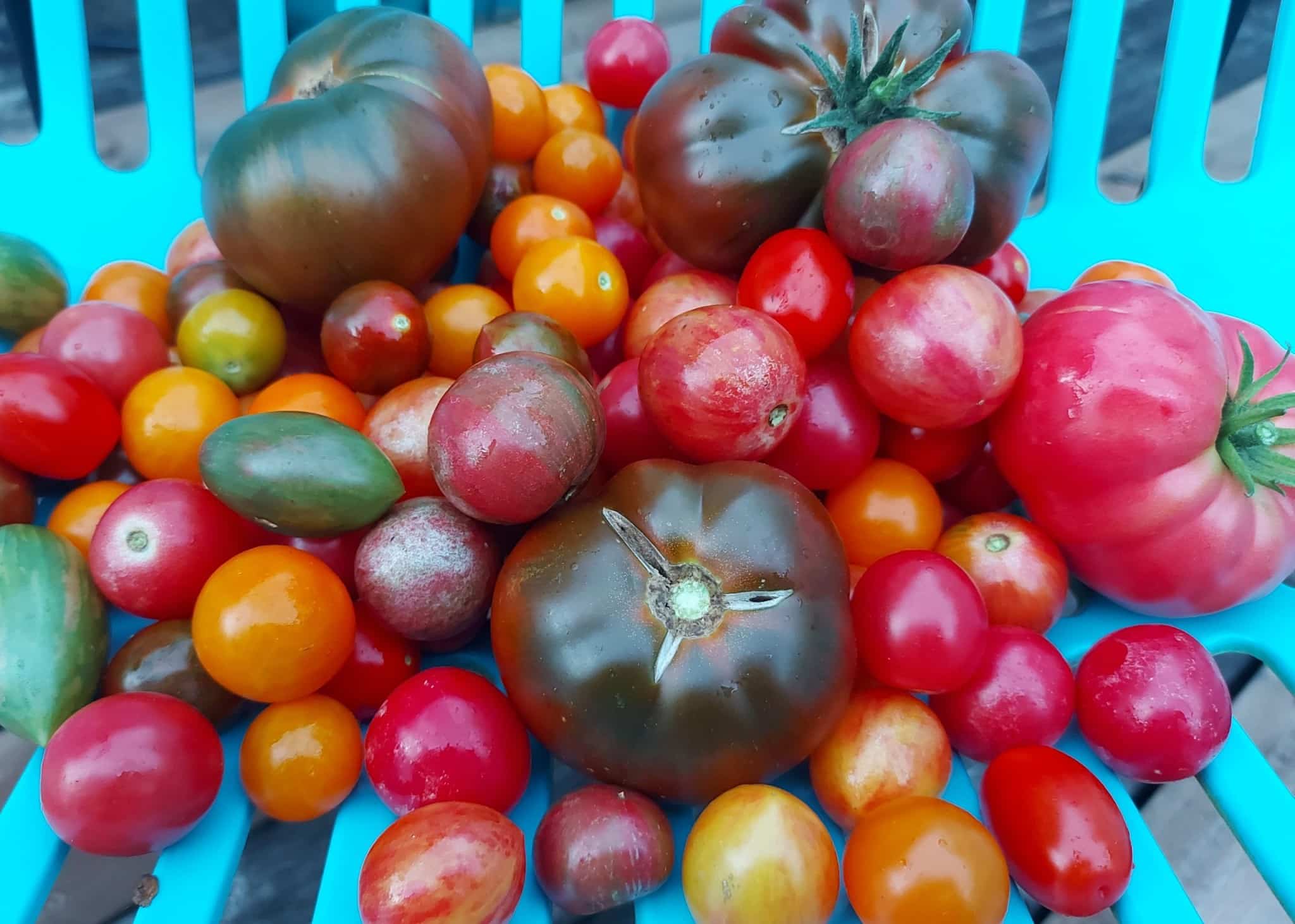 Et ma tomate préférée de l’année est…