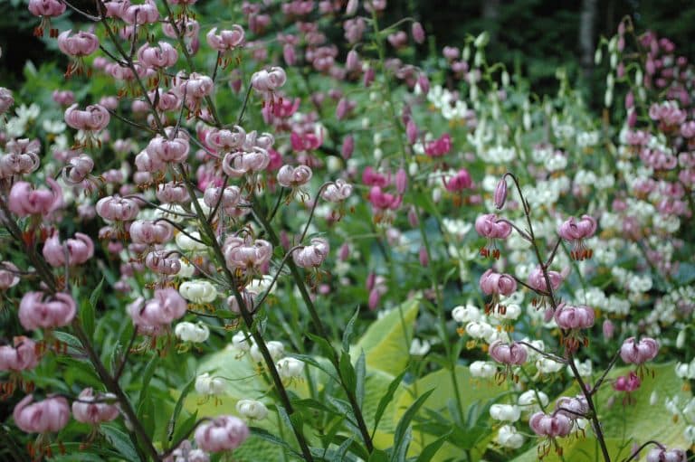 15 plantes oubliées des jardins d&rsquo;ombre