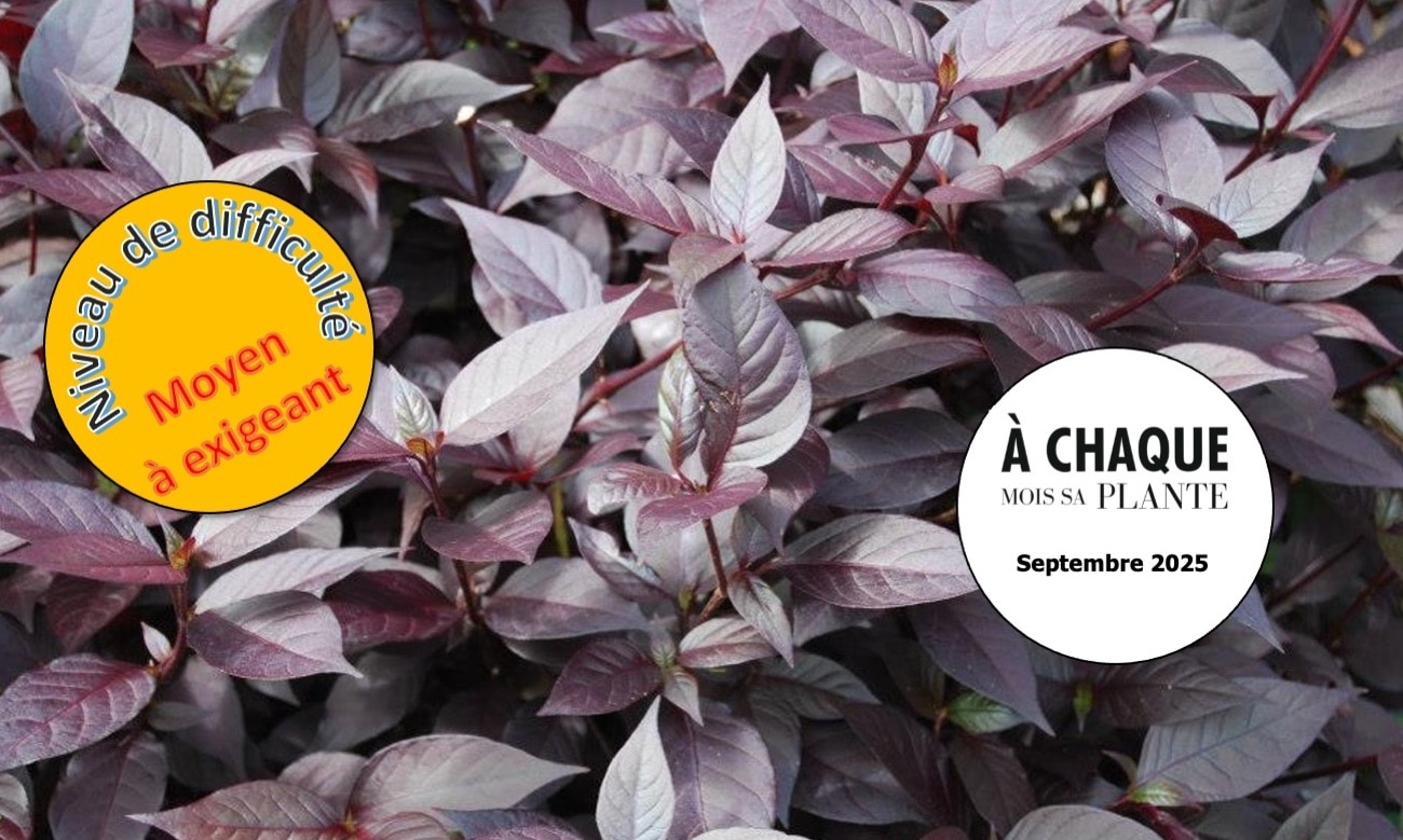 Alternanthère : origine, variétés et conseils de culture