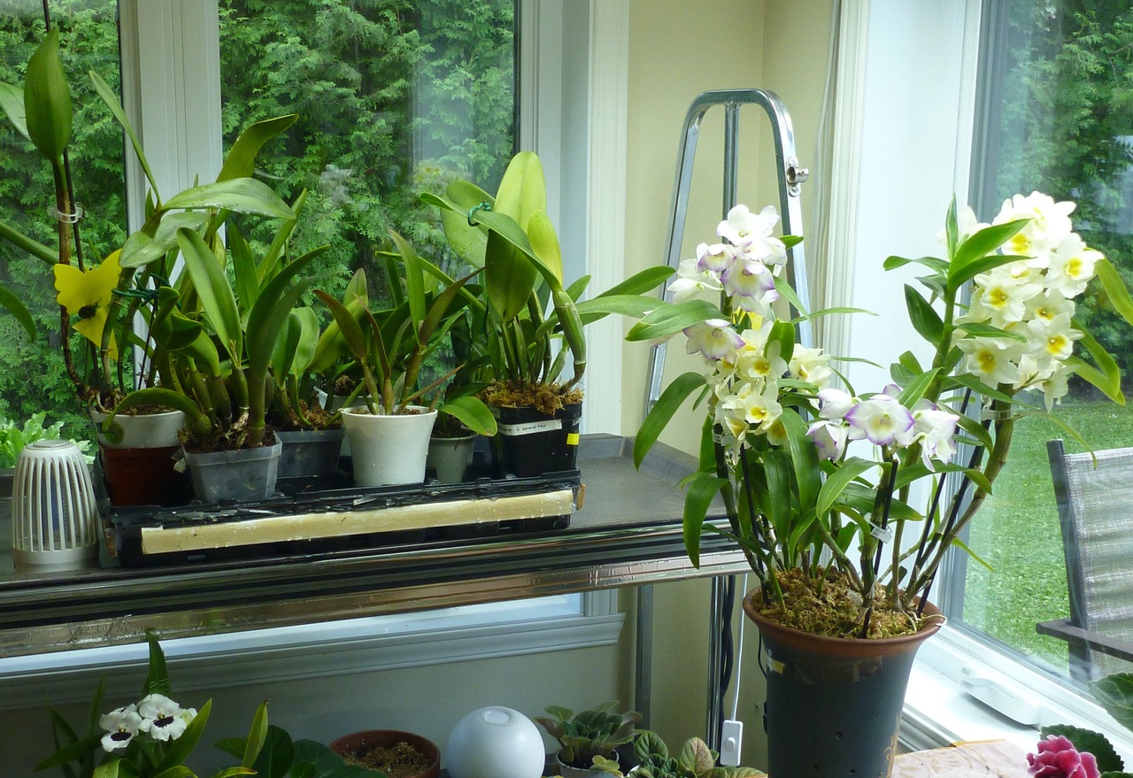 Retour à l’intérieur des orchidées après les vacances au jardin!