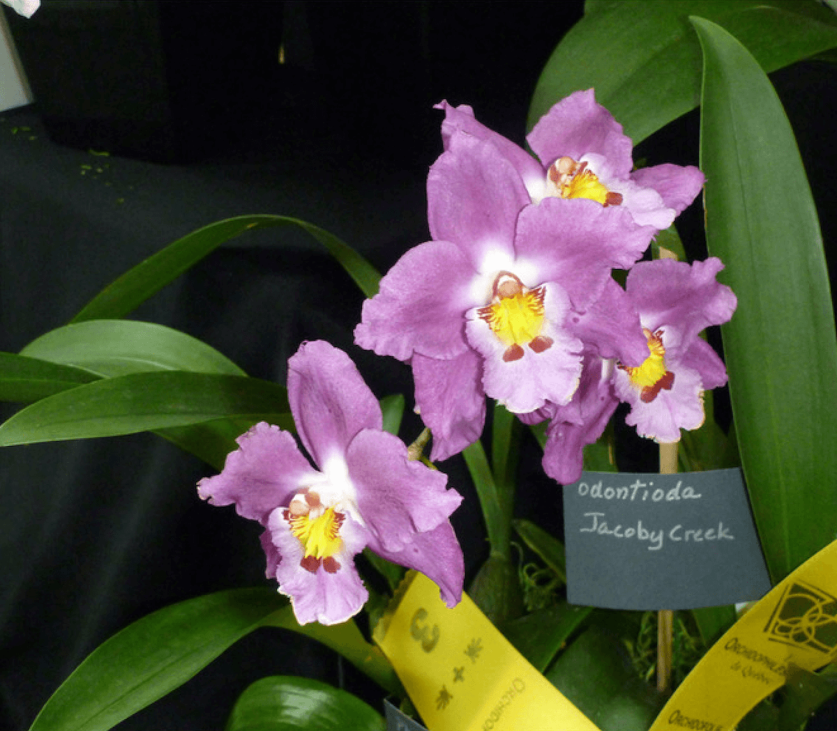 L’éclairage artificiel des orchidées: première partie – les principes!