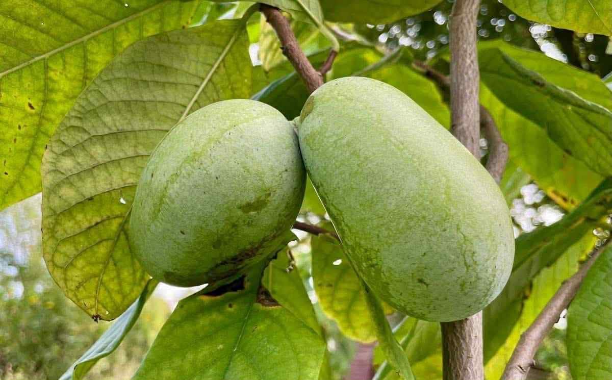 Le phénomène du pawpaw: une nouvelle (ancienne) mode!