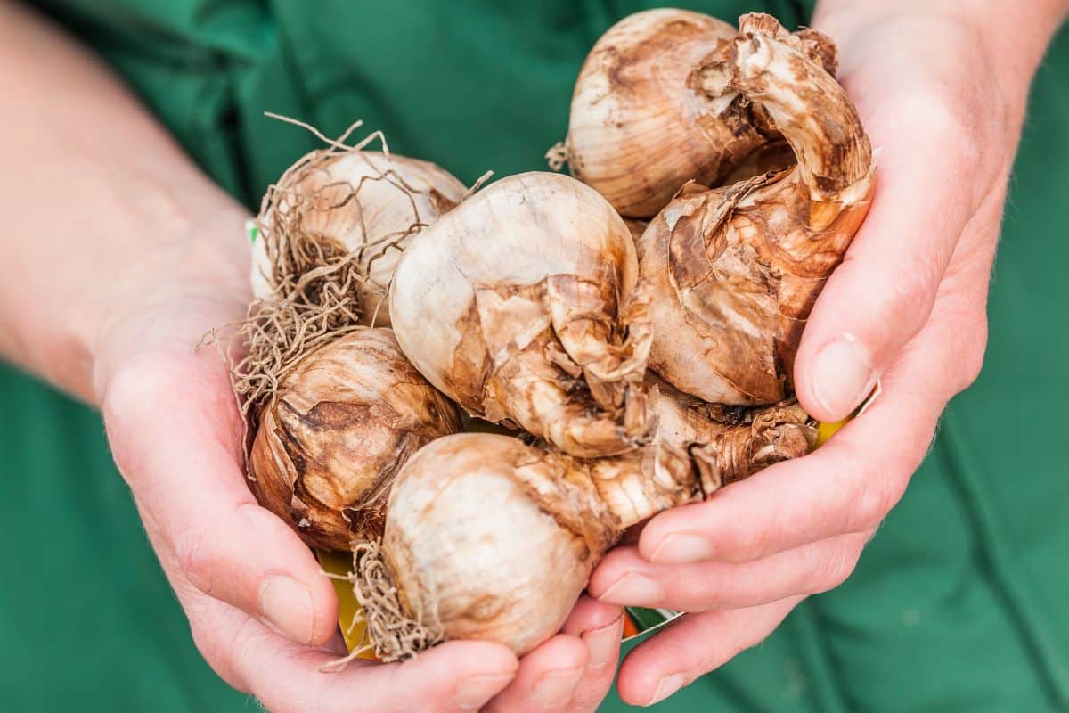 La plantation des bulbes