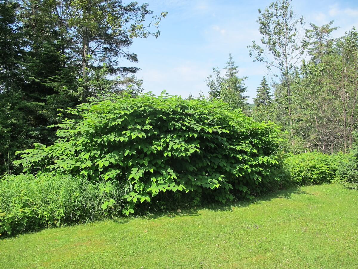 Renouée du Japon : lutter avec réalisme