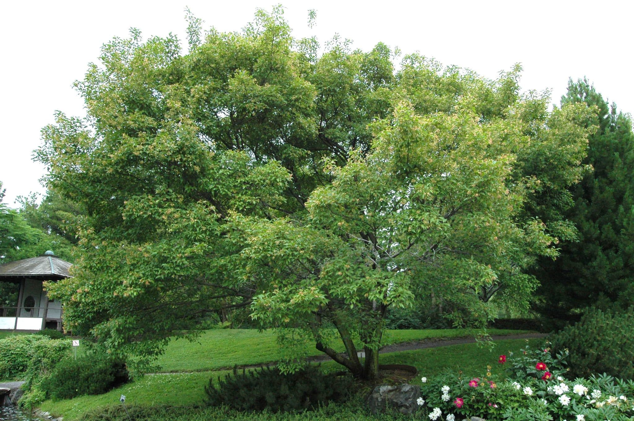 Le roi de la forêt se fait petit