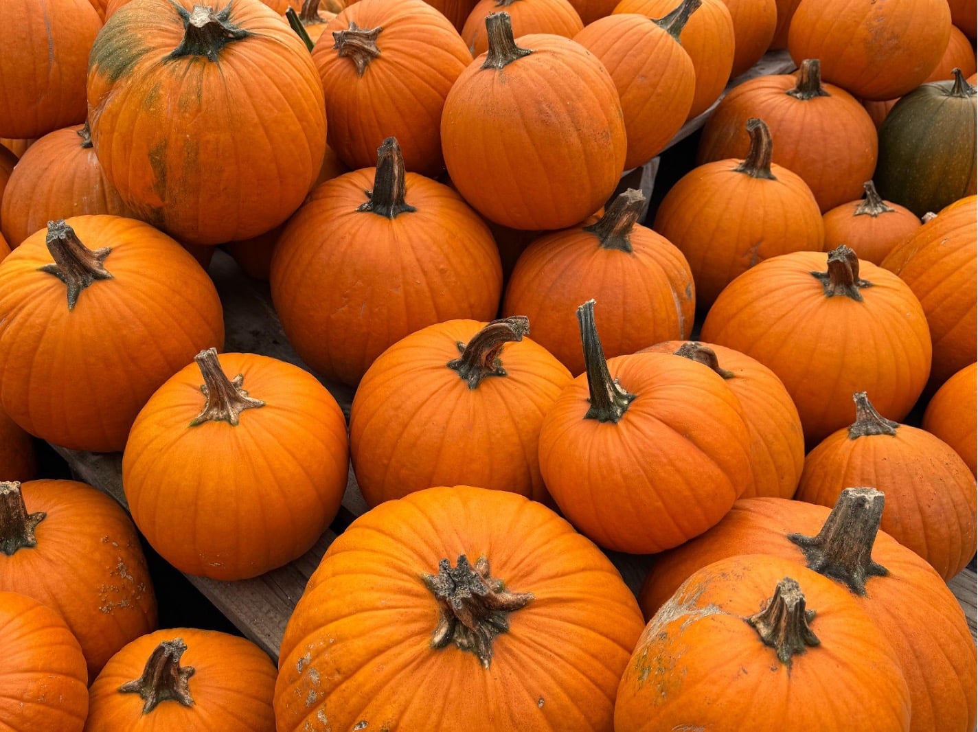 À la découverte des familles botaniques: Les Cucurbitacées