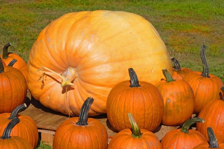 La course aux citrouilles géantes