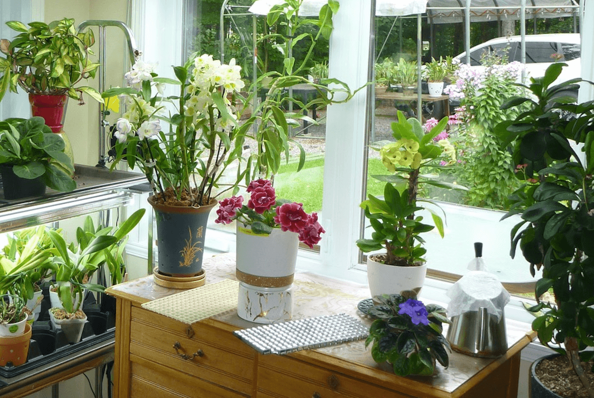 L’éclairage artificiel des orchidées: Deuxième partie – Choisir le type de luminaire!