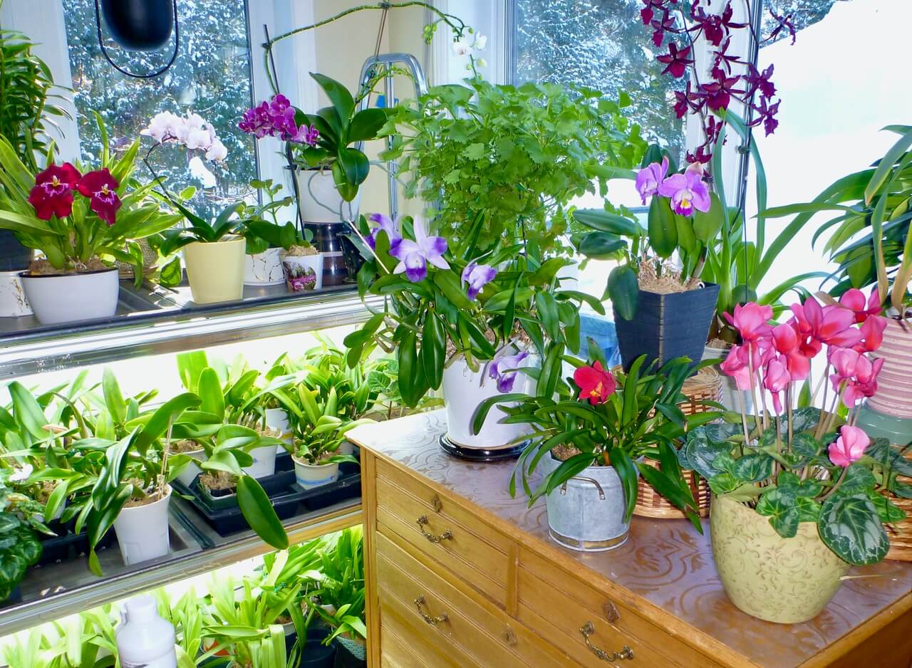 L’éclairage artificiel des orchidées: Troisième partie – déterminer la bonne intensité