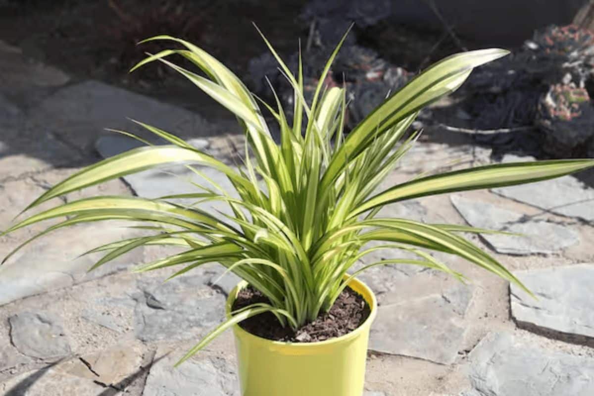 Les plantes de grand-maman