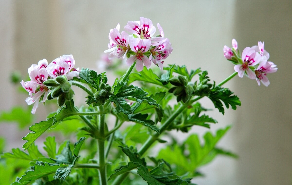 Pélargonium et expérience (pas tellement) scientifique