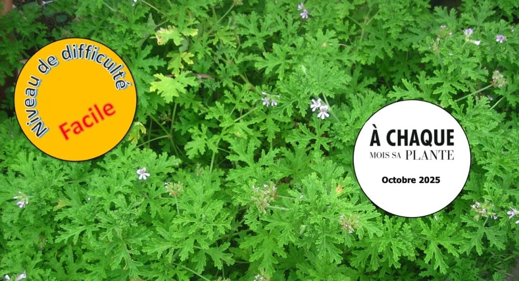 Pélargonium à senteur, plante du mois d'octobre