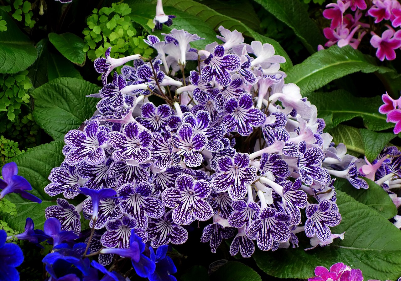 Streptocarpes : origine, variétés et conseils de culture